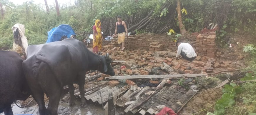 ग्राम बसई भदोरिया के भगवान सिंह दीवार गिरने से एक बकरी की मौत हो गई और दूसरी बकरी घायल हो गई