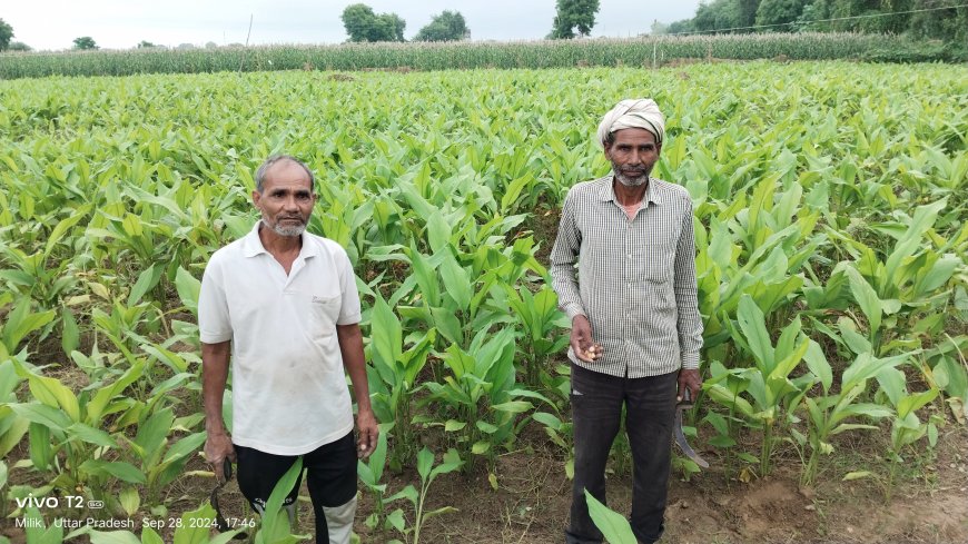 हल्दी की खेती से होगी लाखों की कमाई, क्षेत्र में किसान ने की शुरुआत