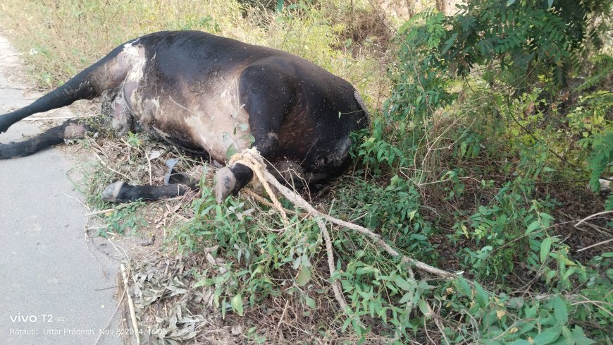 अरनोटा के पास मृत अवस्था में पड़ा गोवंश, नोच रहे कुत्ते