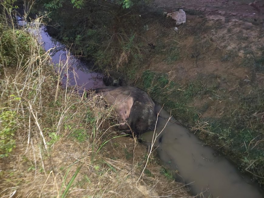 पिनाहट झटका मशीन का करंट लगने से किसान की भैंस मरी